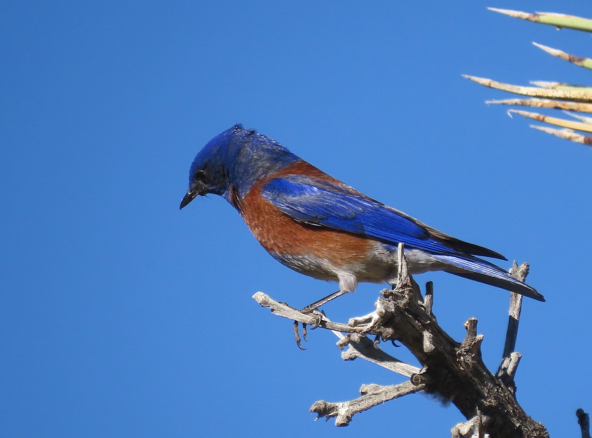 Western Bluebird - Ruth Gravance