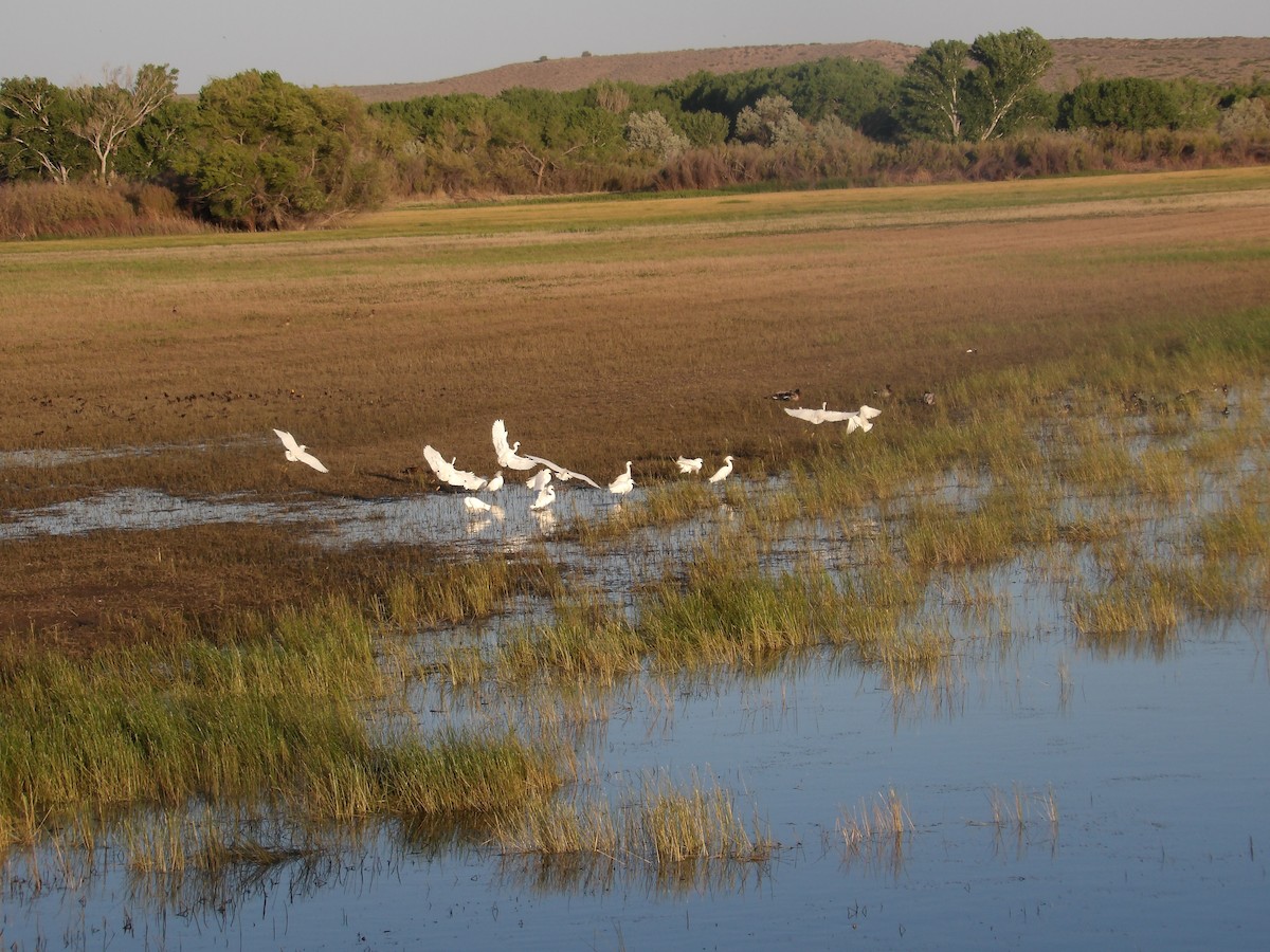 Snowy Egret - ML618914279