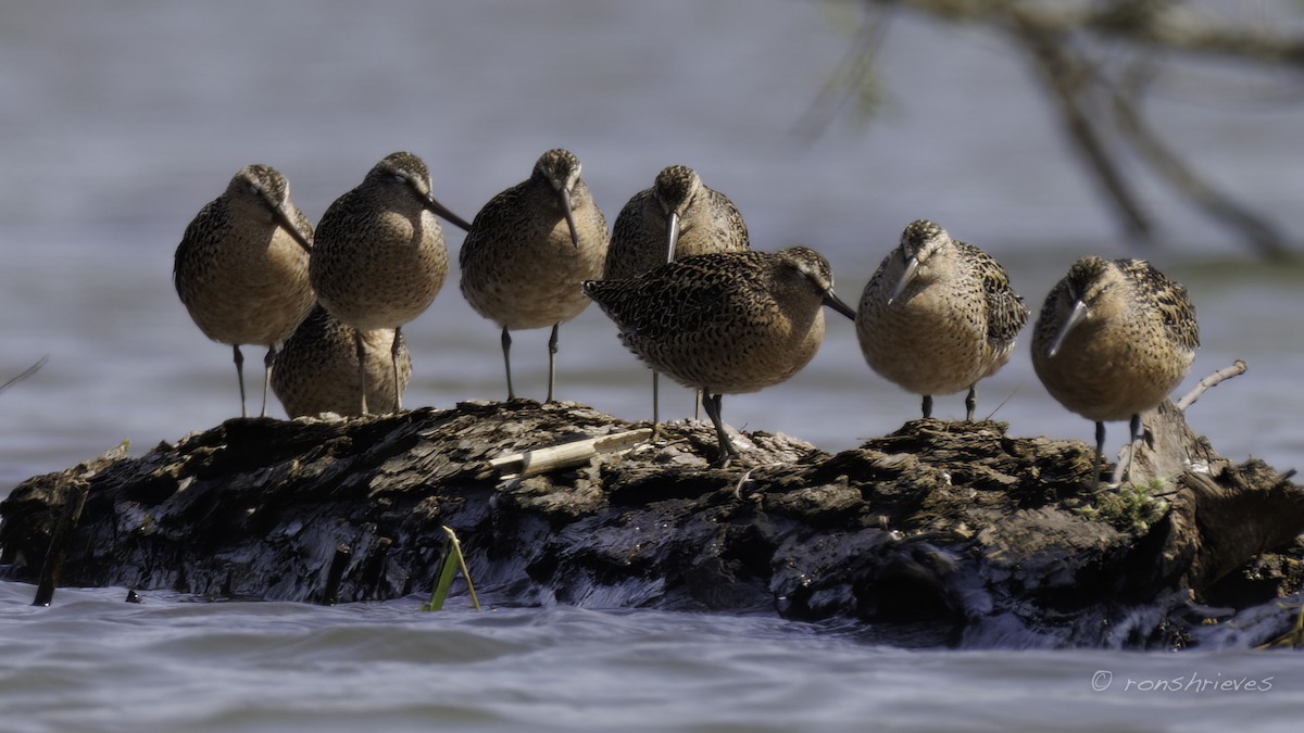 Short-billed Dowitcher - ML618914283