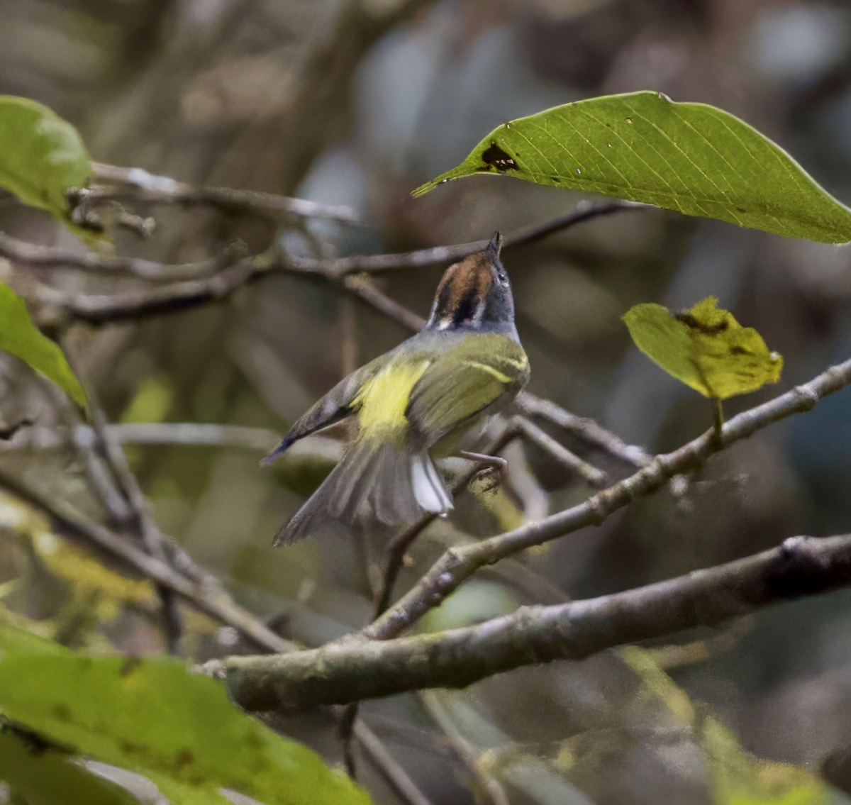 Chestnut-crowned Warbler - Joseph Tobias