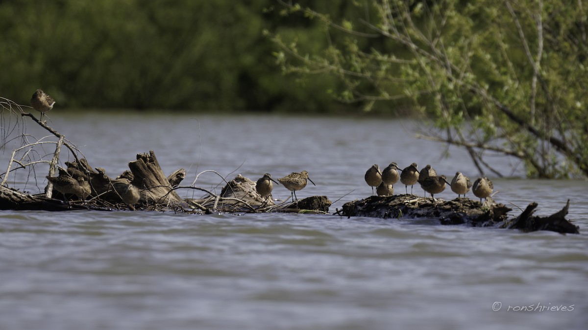 Short-billed Dowitcher - Ron Shrieves