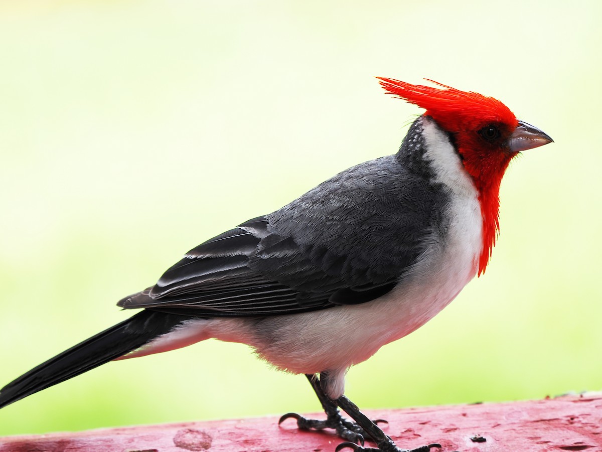 Red-crested Cardinal - ML618914303