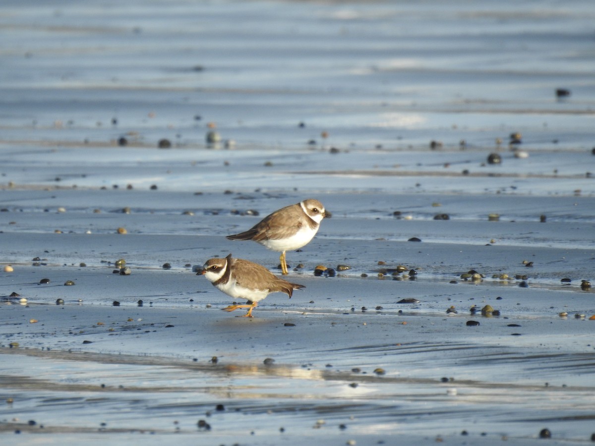 Semipalmated Plover - ML618914307