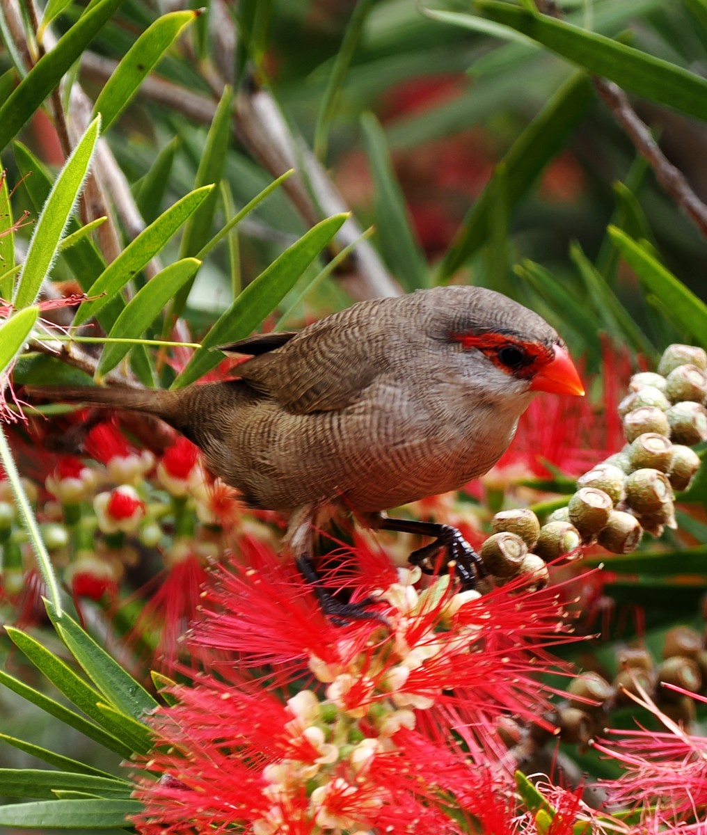 Common Waxbill - ML618914313