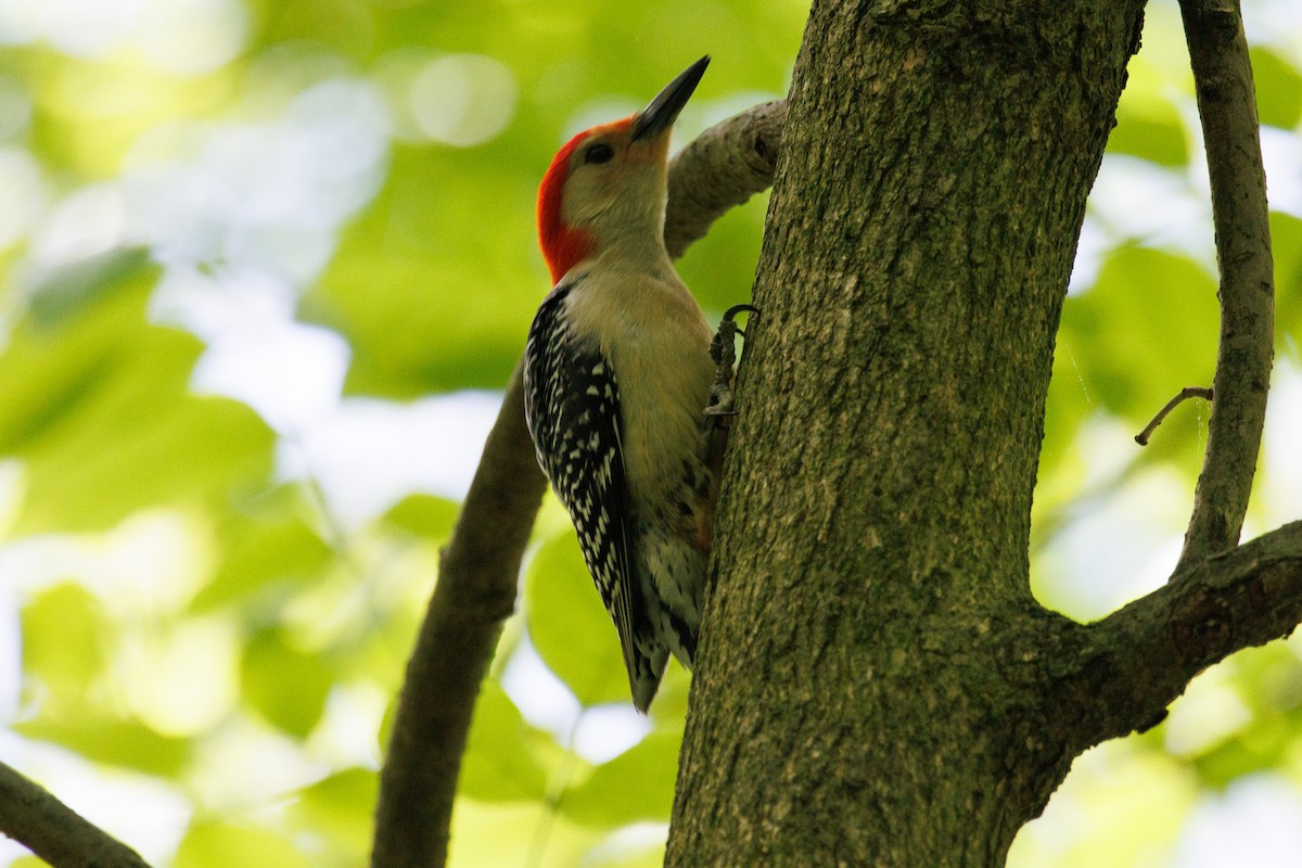 Red-bellied Woodpecker - Steve Solnick