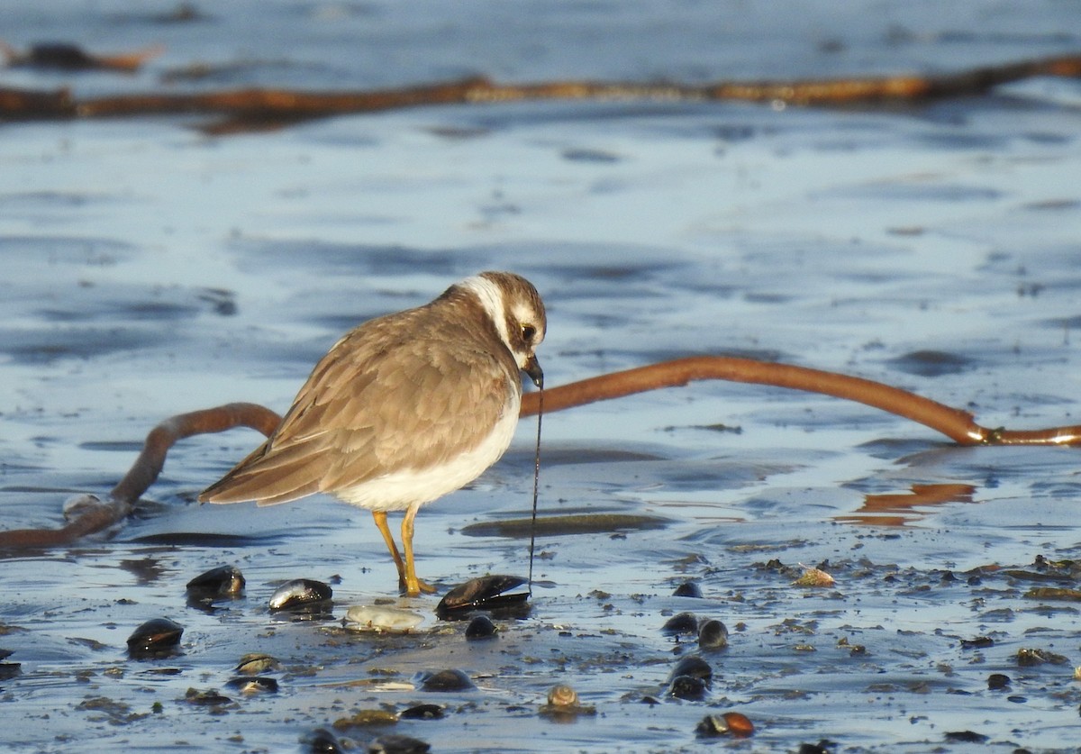 Semipalmated Plover - ML618914326