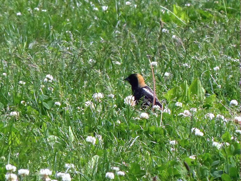 Bobolink - Asher Perkins