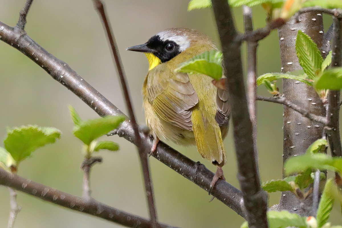 Common Yellowthroat - Jane Smith