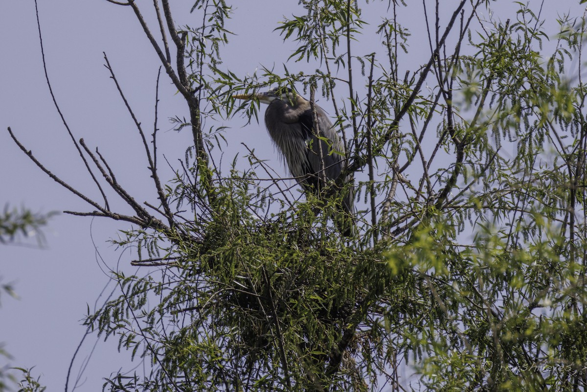 Great Blue Heron - Ron Shrieves