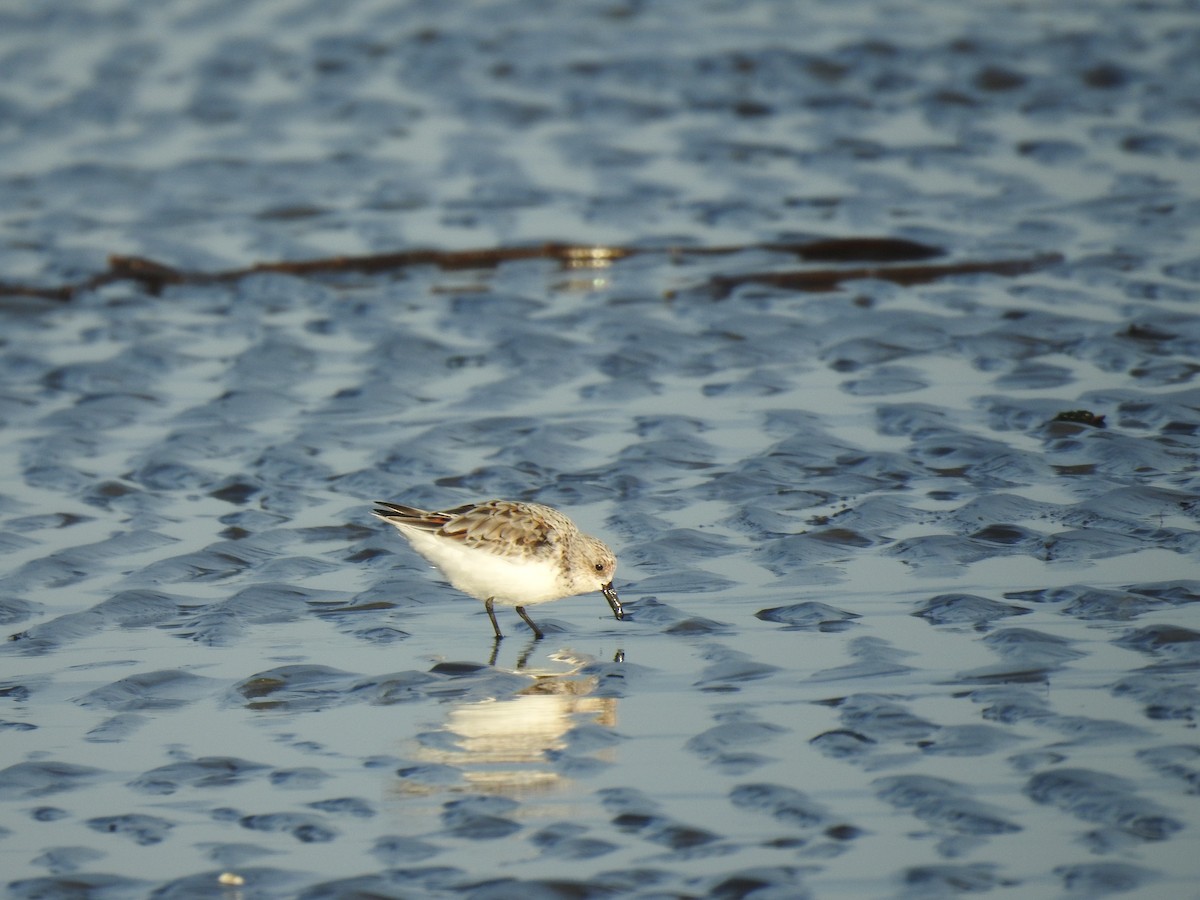 Sanderling - Cristina Willner