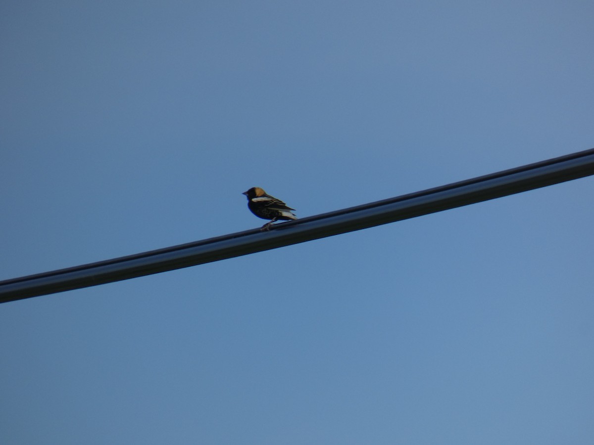 Bobolink - Jennifer Grande