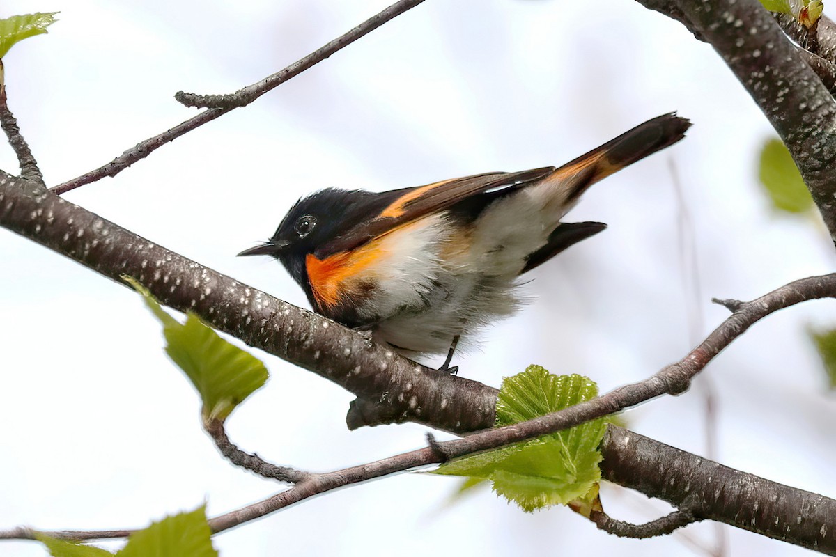 American Redstart - Jane Smith