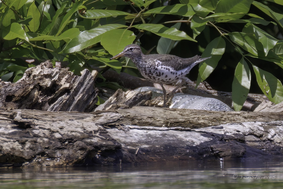 Spotted Sandpiper - ML618914357