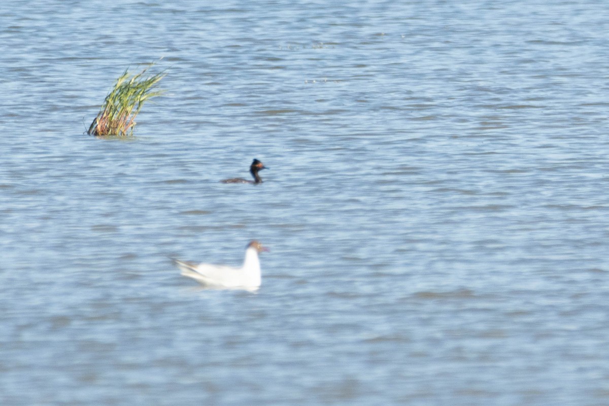 Eared Grebe - Alejandro Sanz