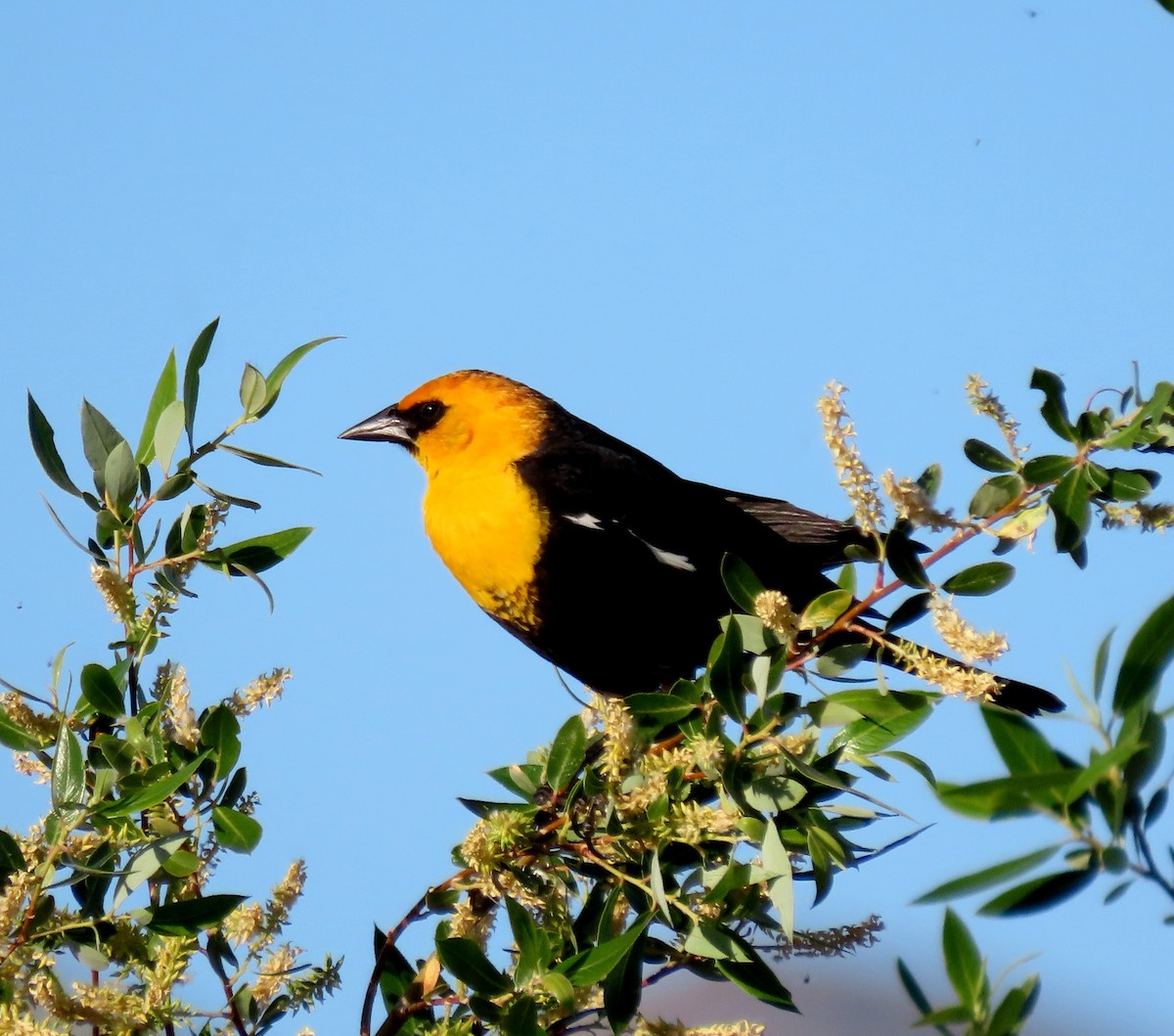 Yellow-headed Blackbird - Ruth Gravance