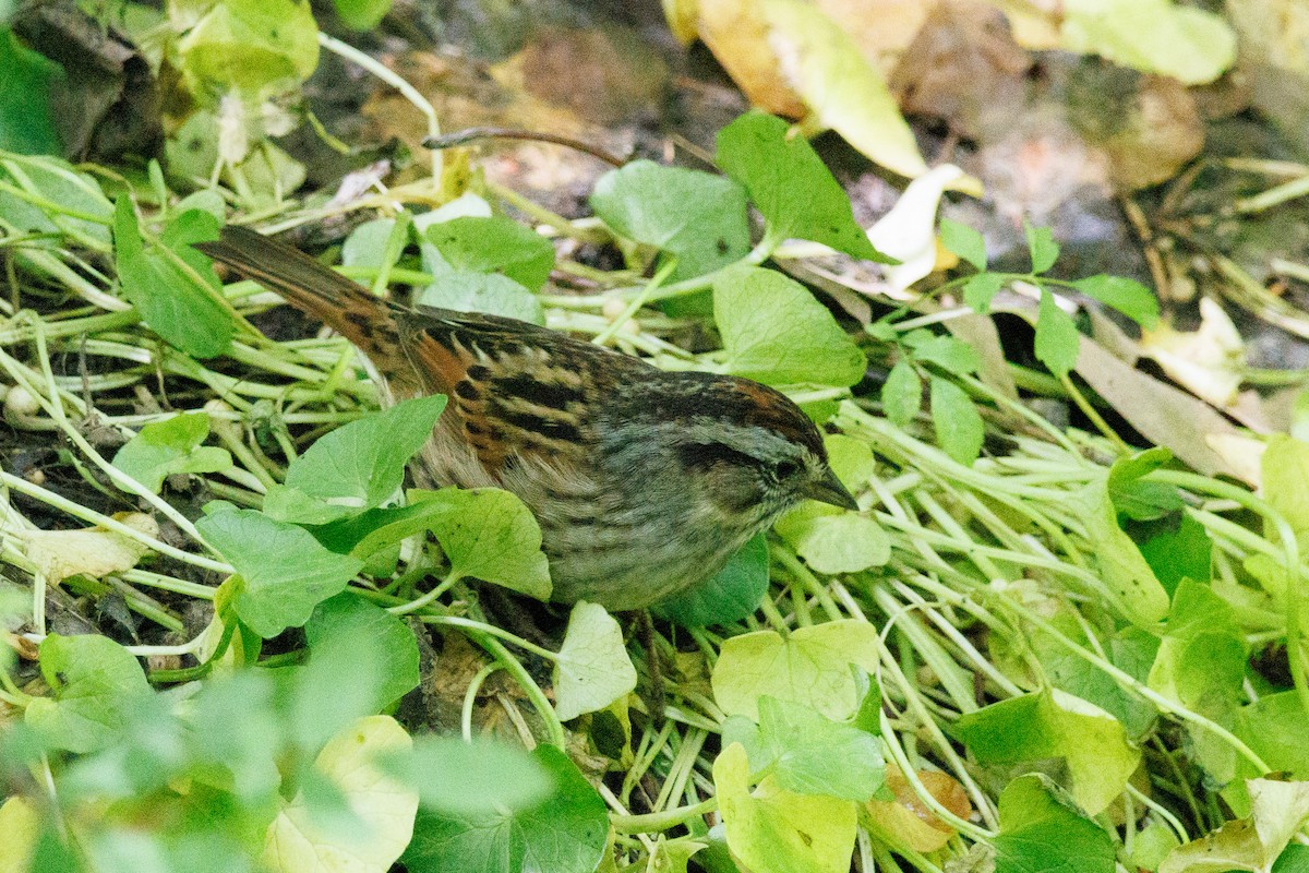 Swamp Sparrow - Steve Solnick