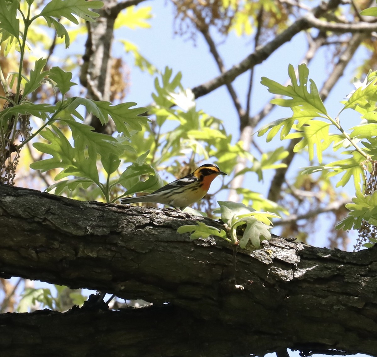 Blackburnian Warbler - ML618914365