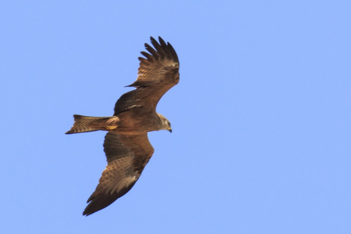 Black Kite - Mayca Martí