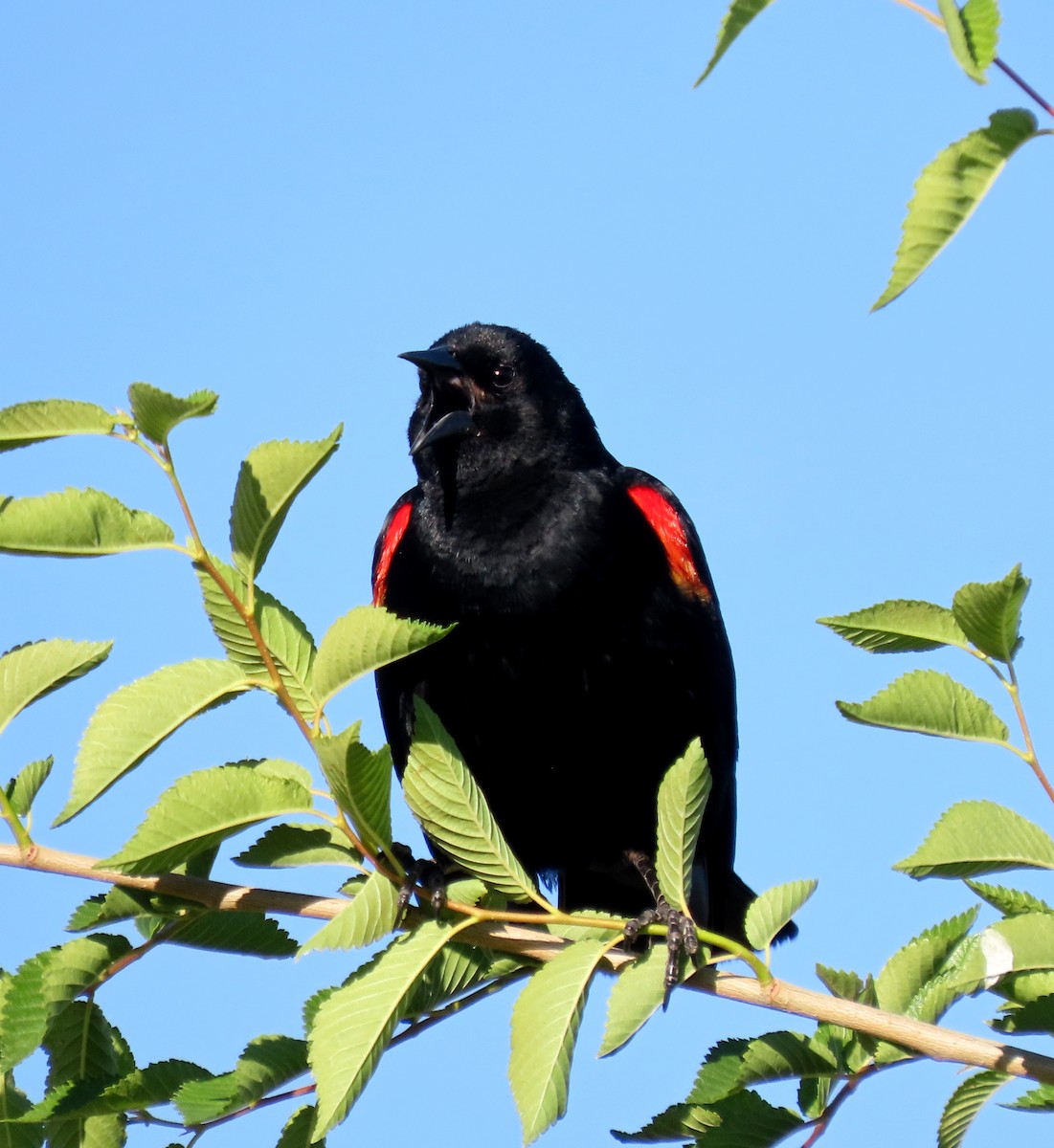 Red-winged Blackbird - Ruth Gravance