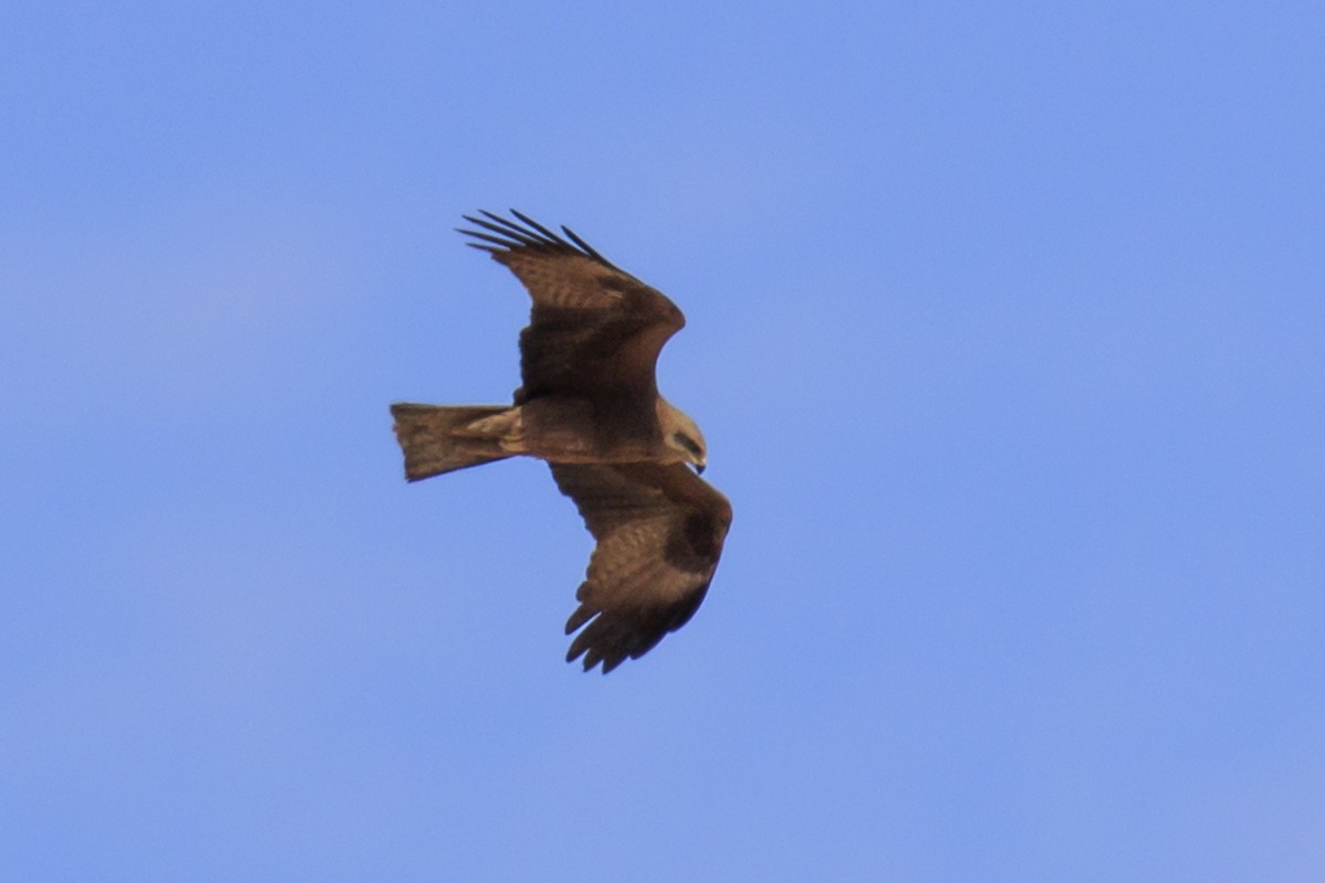 Black Kite - Mayca Martí