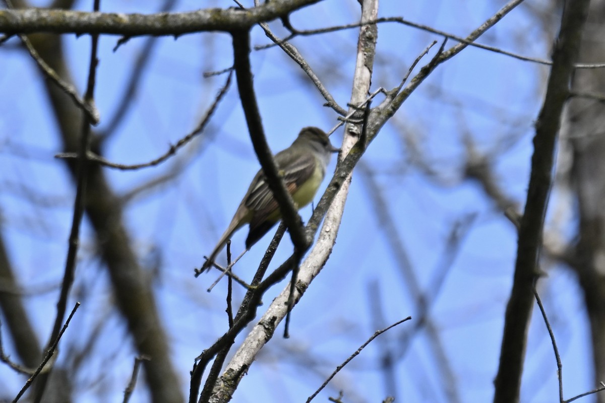 Great Crested Flycatcher - france dallaire