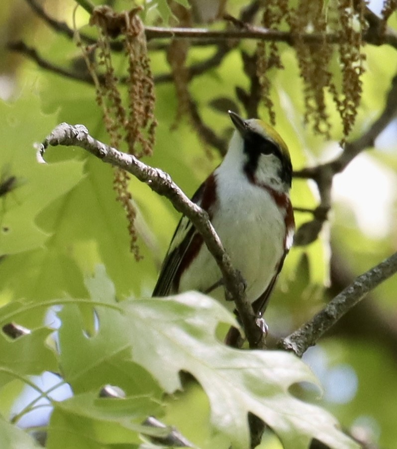 Chestnut-sided Warbler - ML618914399