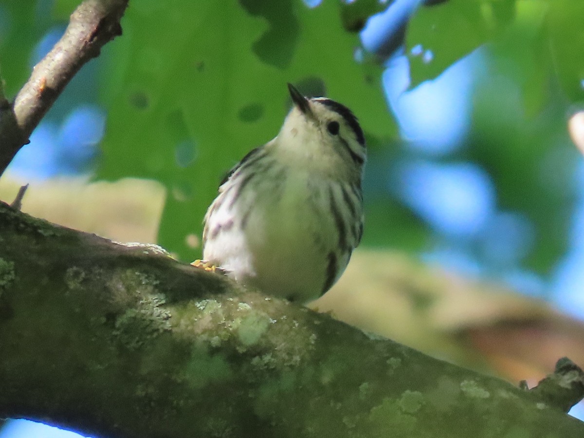 Black-and-white Warbler - Diane Roberts