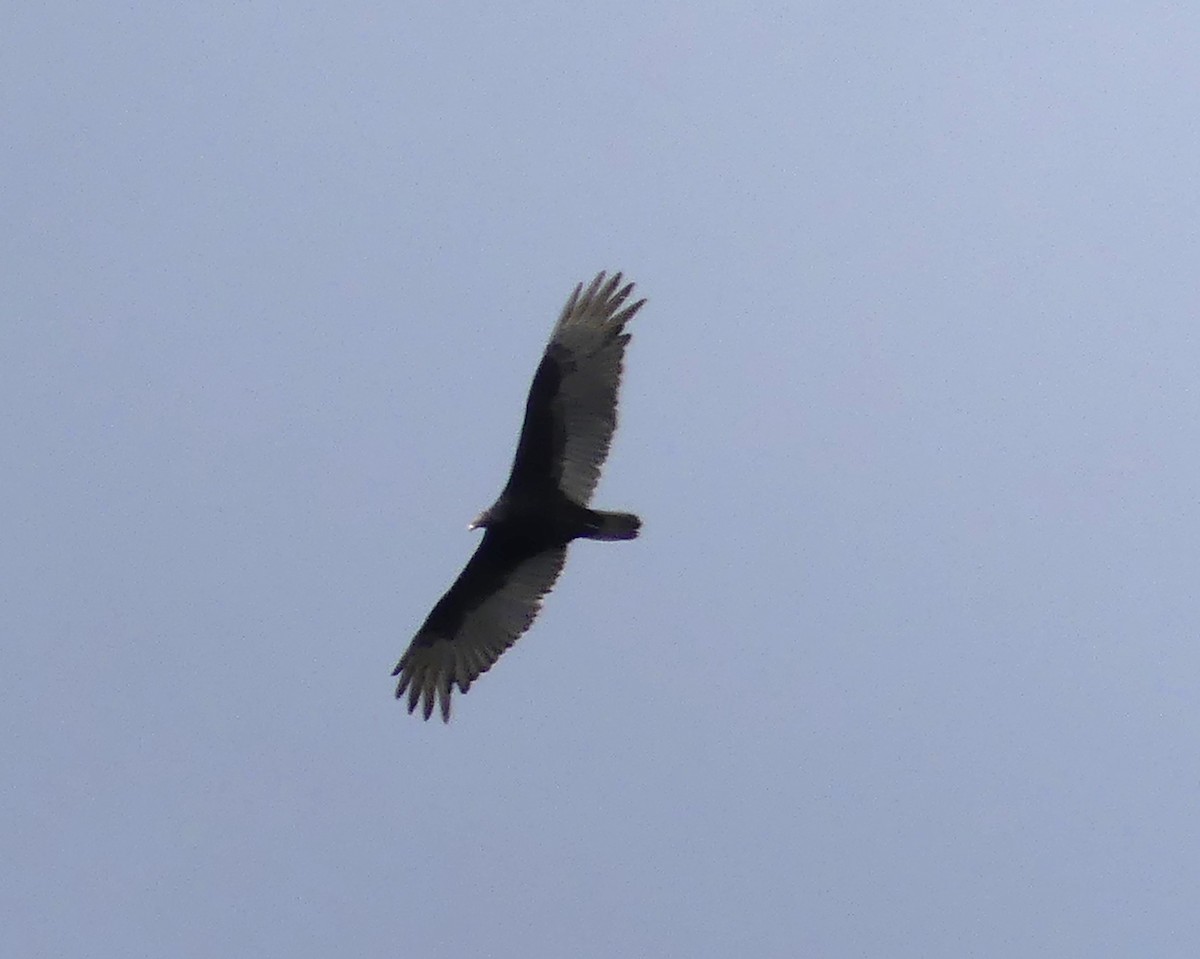 Turkey Vulture - Jacynthe Fortin