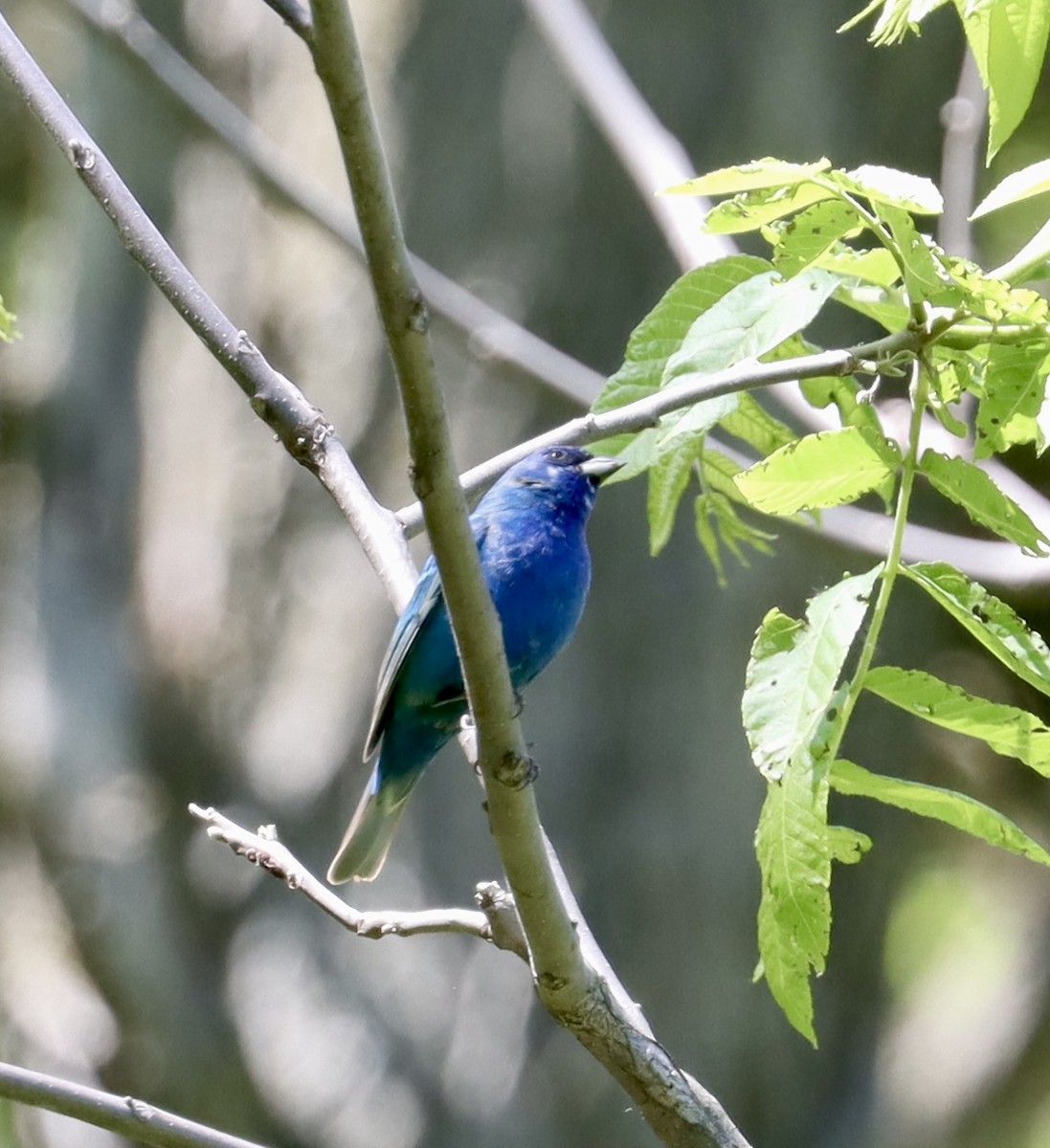 Indigo Bunting - ML618914414