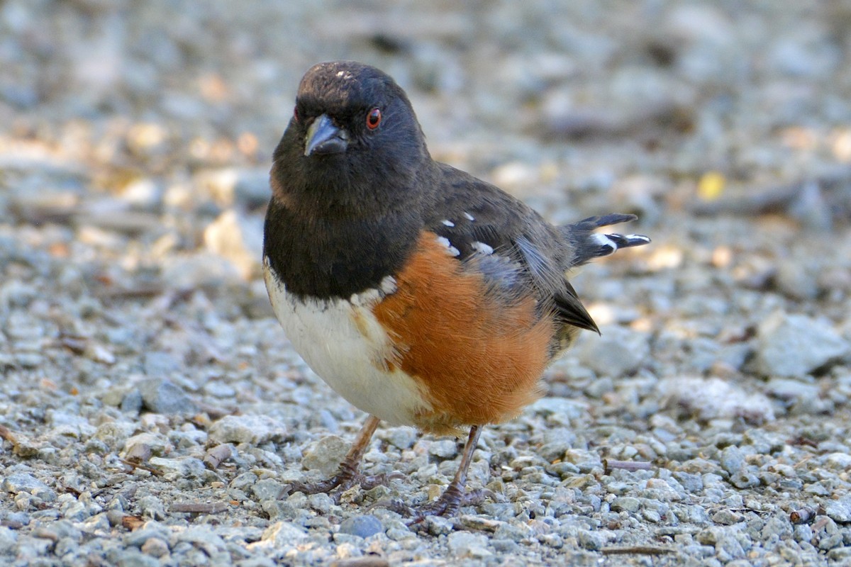 Spotted Towhee - ML618914446