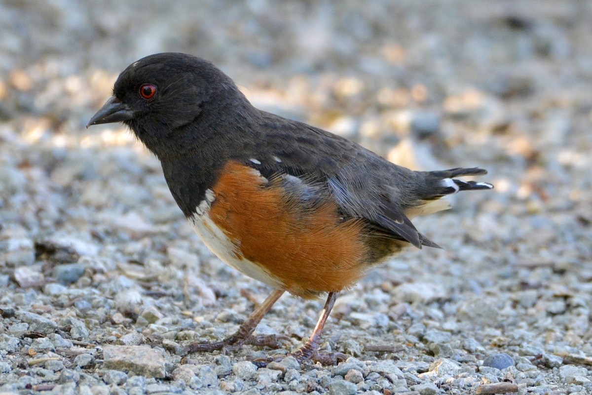 Spotted Towhee - lise owens