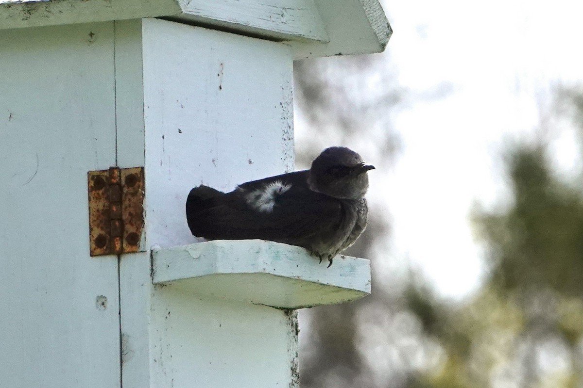 Purple Martin - ML618914451