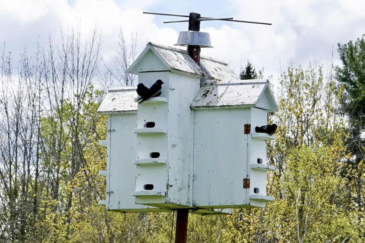 Purple Martin - ML618914453