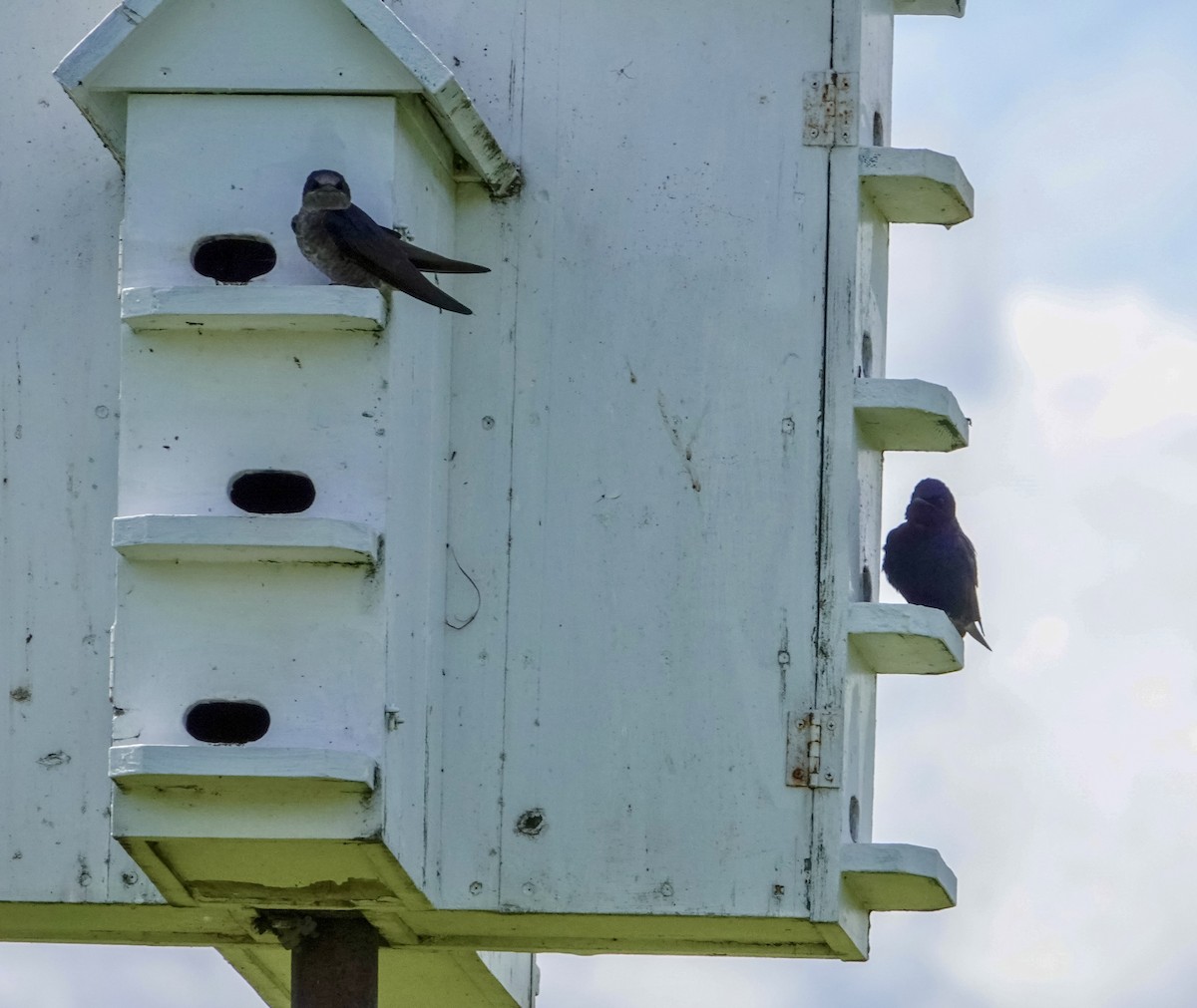 Purple Martin - ML618914454