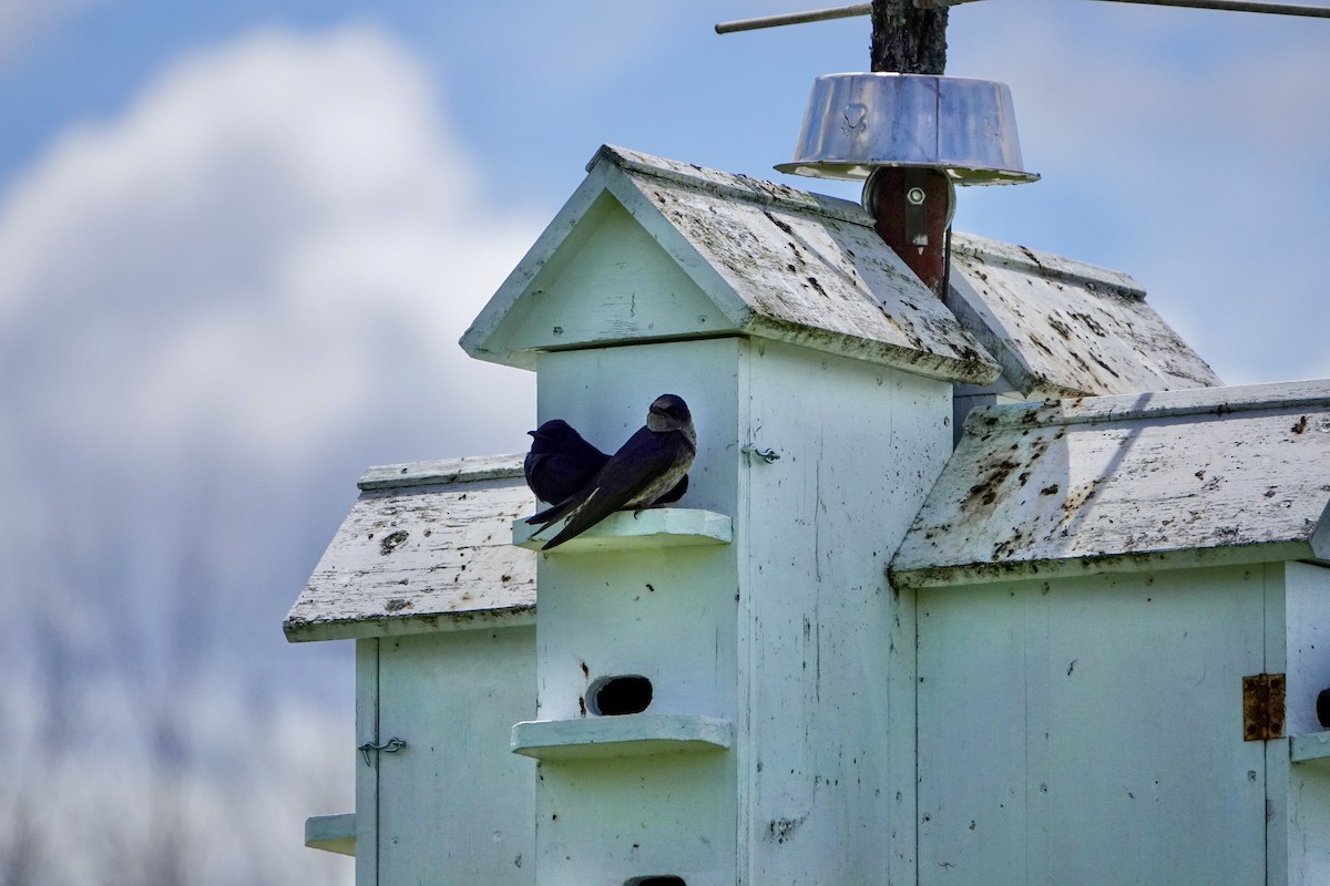 Purple Martin - ML618914455