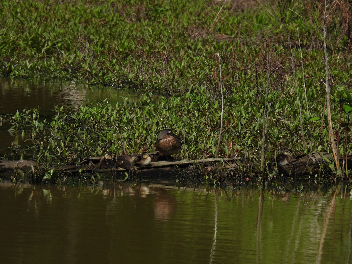 Wood Duck - Cynthia Nickerson