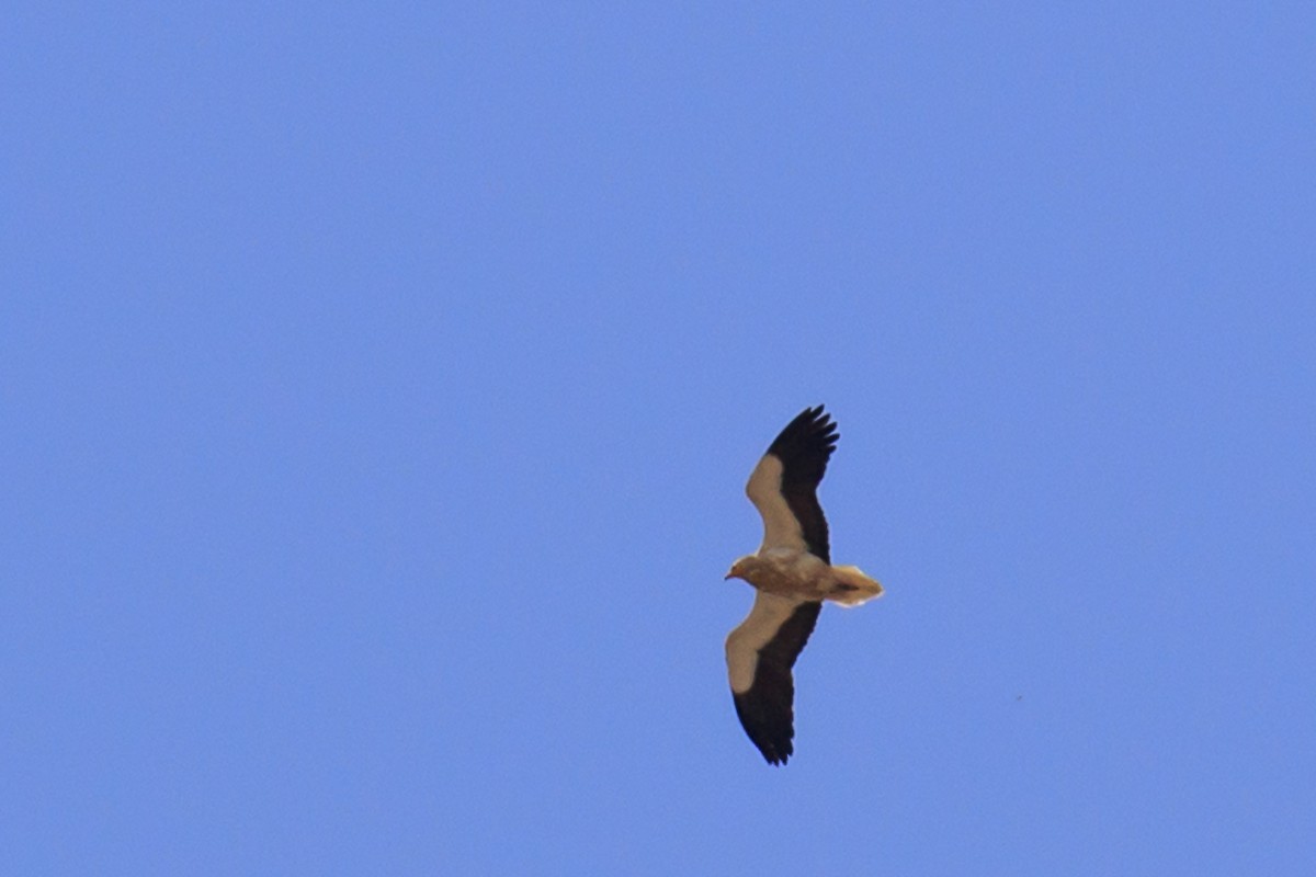 Egyptian Vulture - Mayca Martí