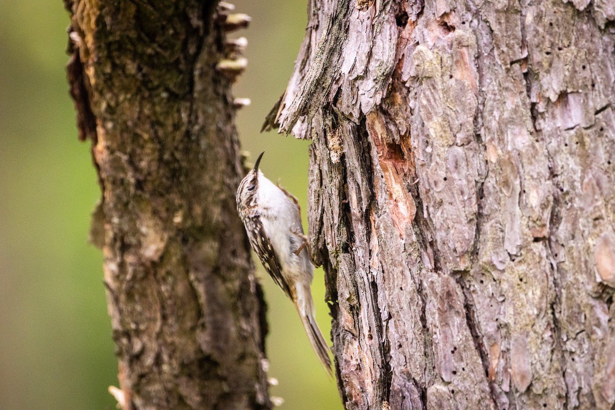 Brown Creeper - ML618914464