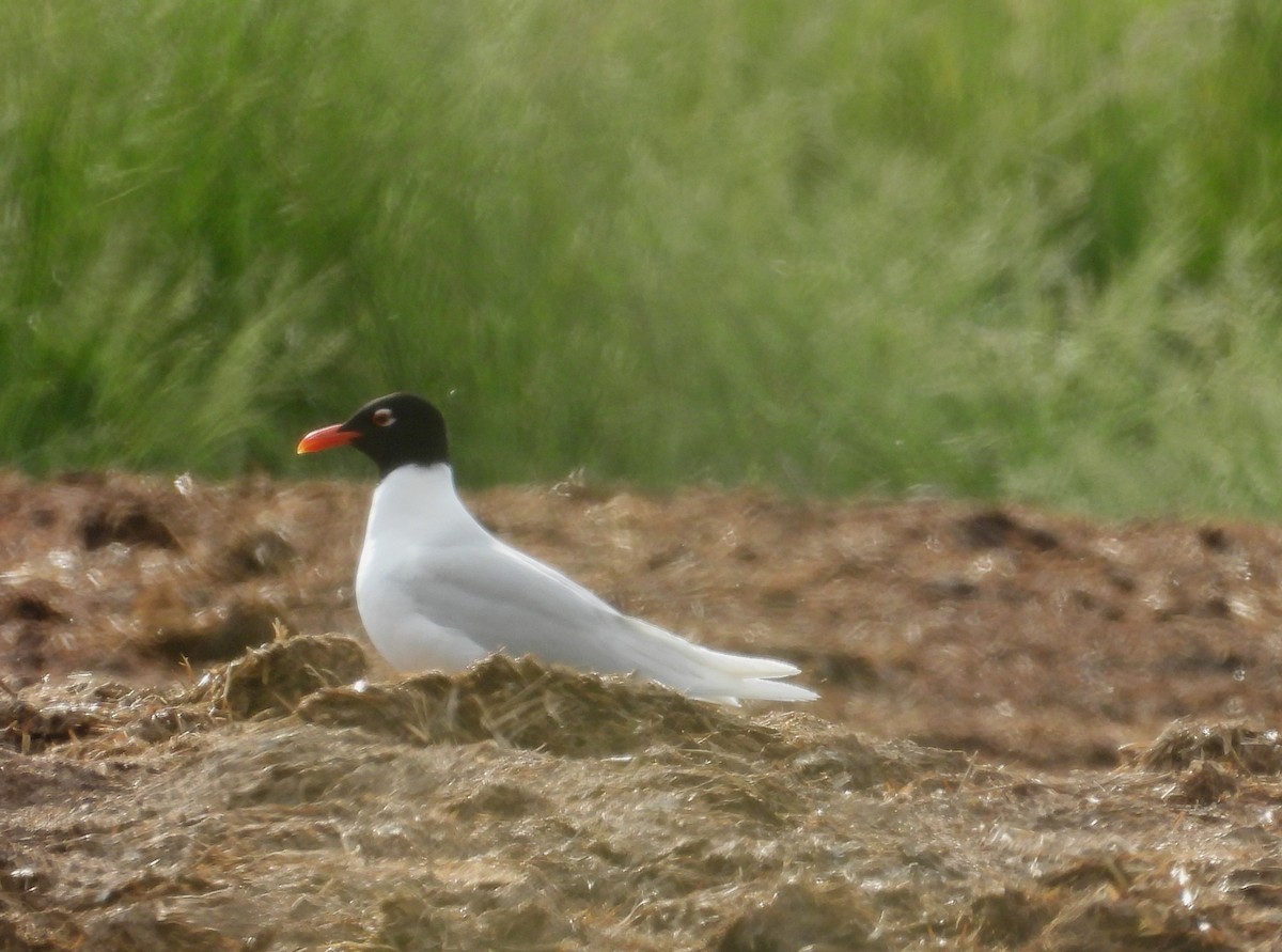 Mediterranean Gull - José Barrueso Franco