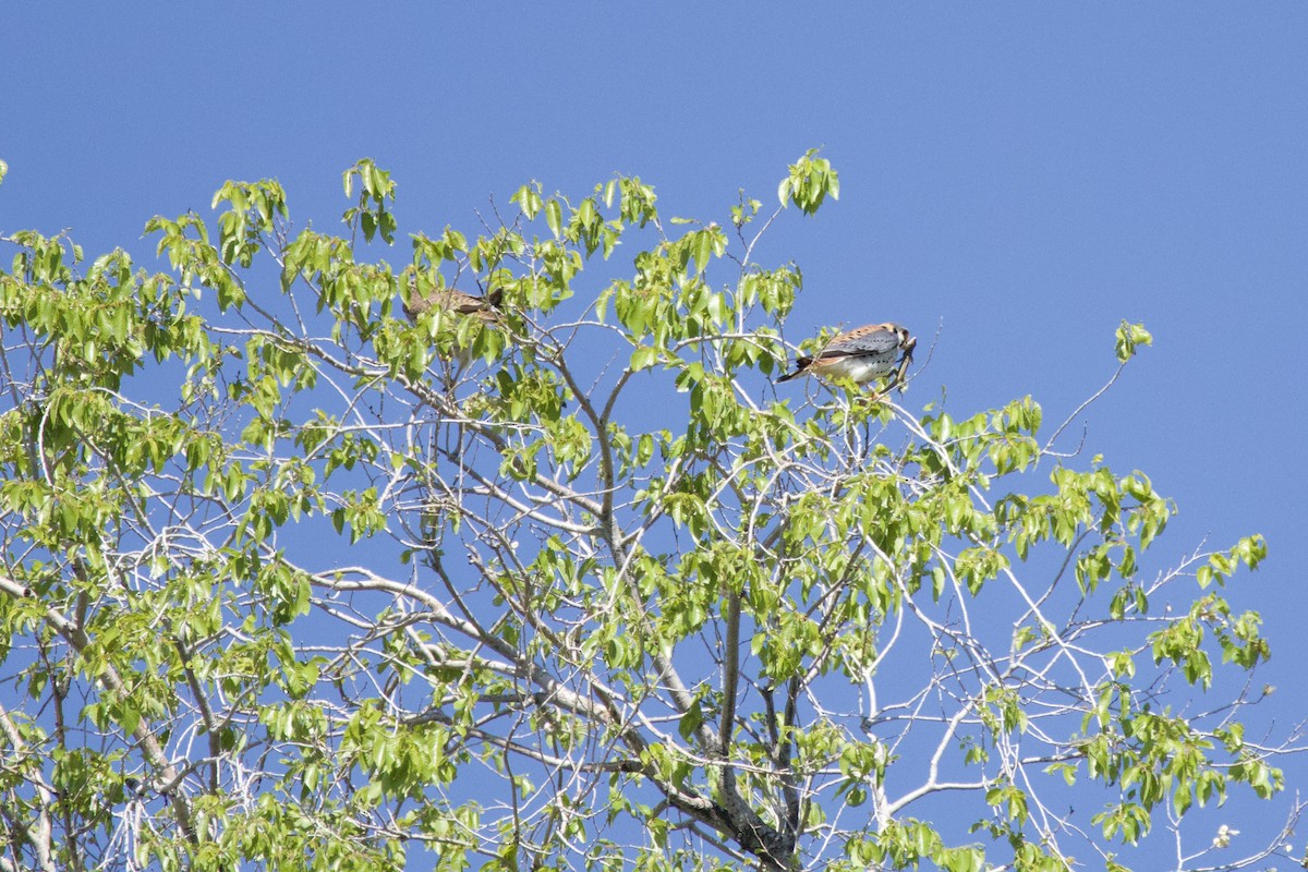 American Kestrel - A Branch