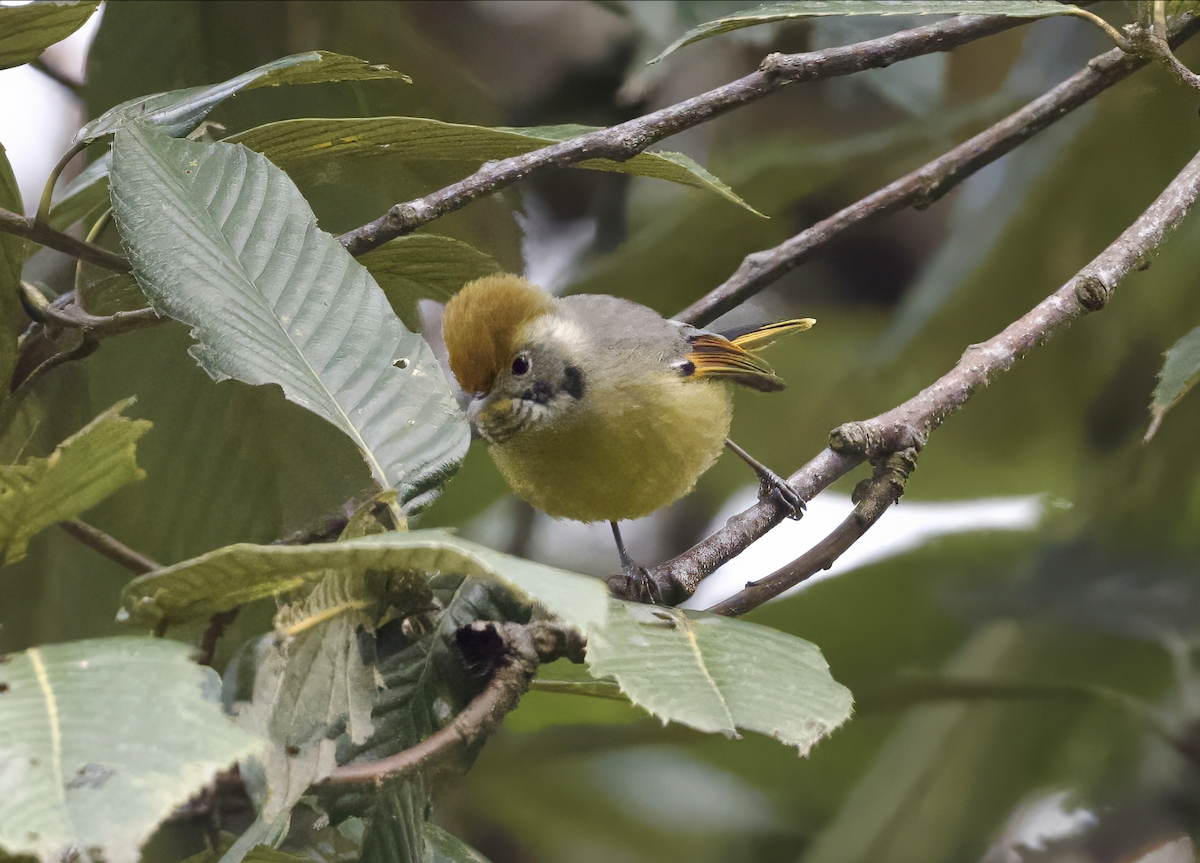 Chestnut-tailed Minla - Joseph Tobias