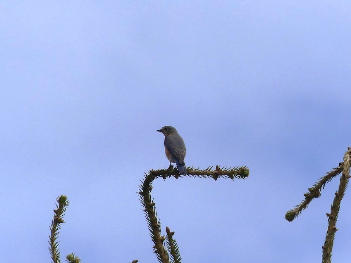 Eastern Bluebird - ML618914501