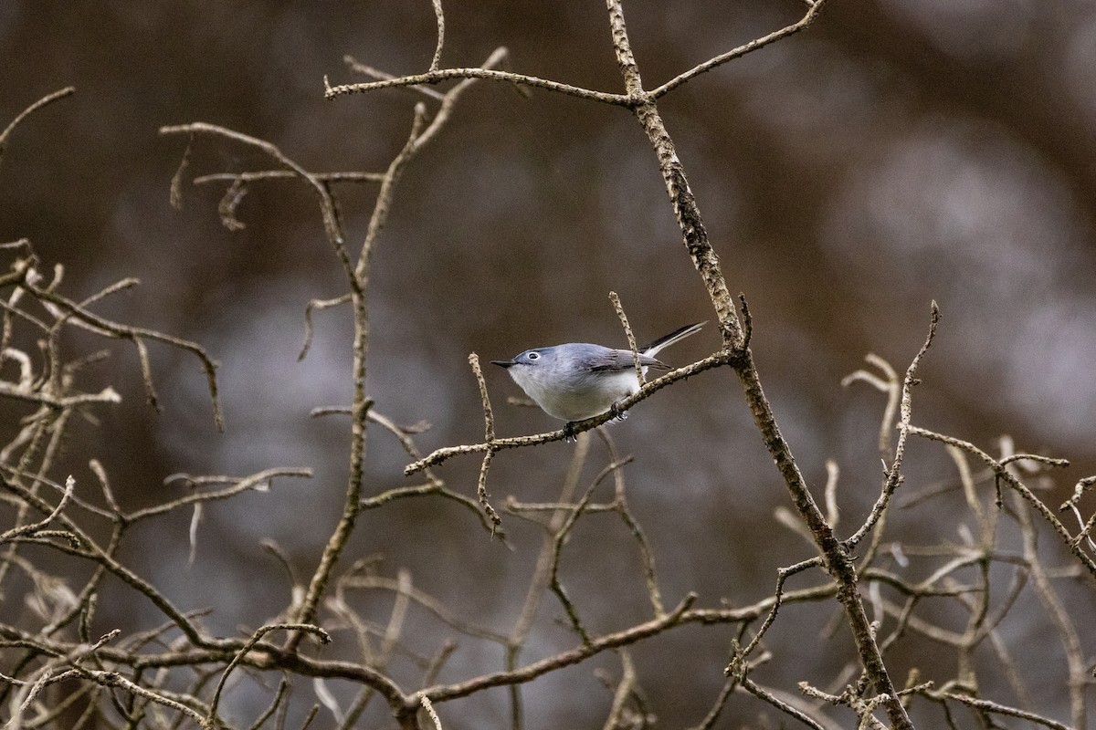 Blue-gray Gnatcatcher - ML618914504