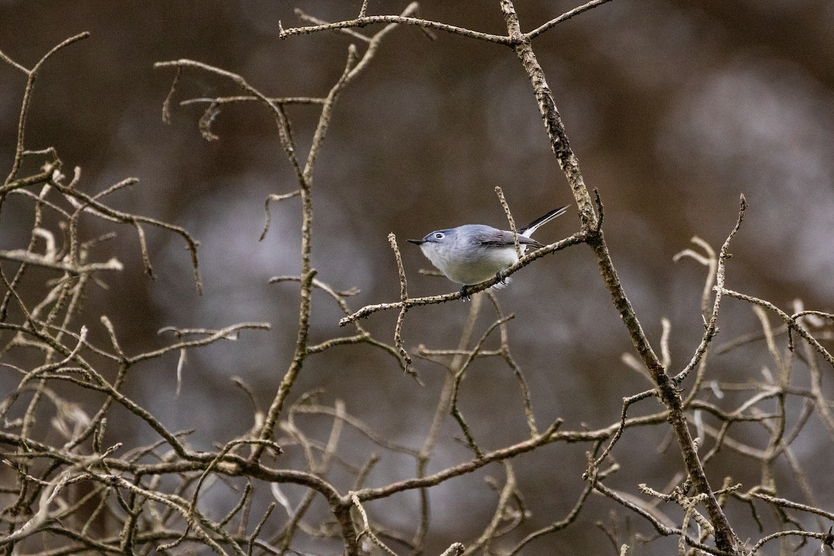 Blue-gray Gnatcatcher - ML618914508