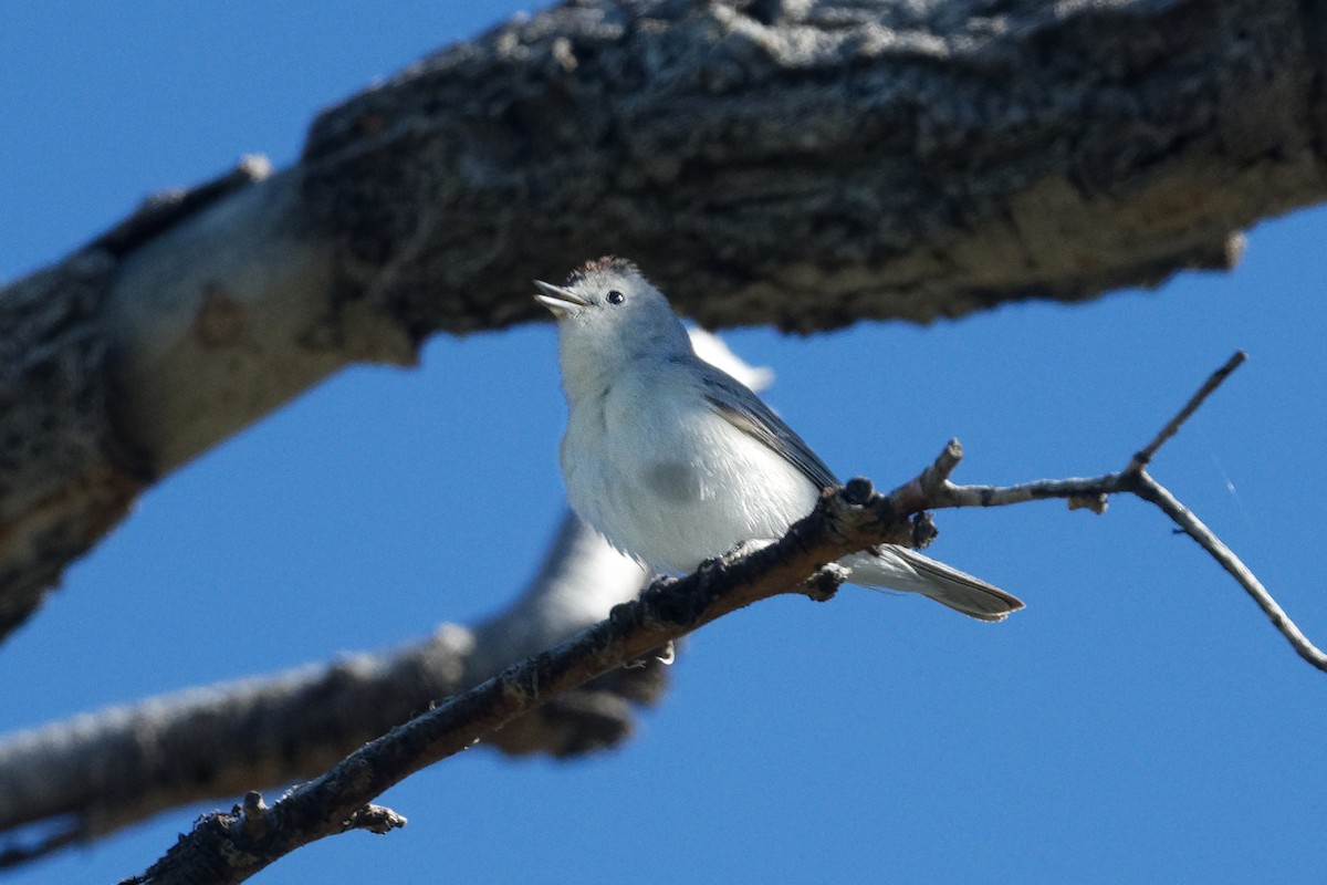 Lucy's Warbler - Scott Page