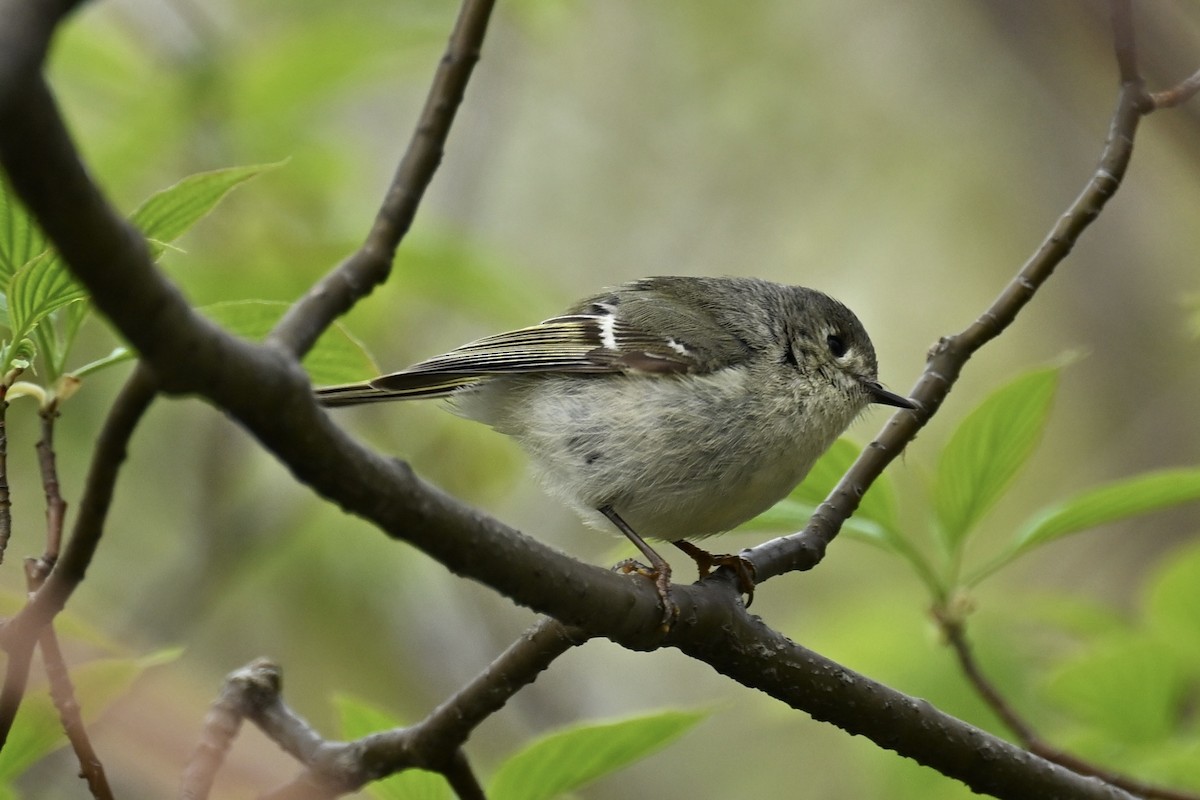 Ruby-crowned Kinglet - ML618914538