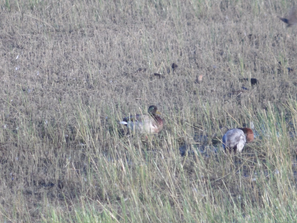 Canvasback - Nicolette Emms