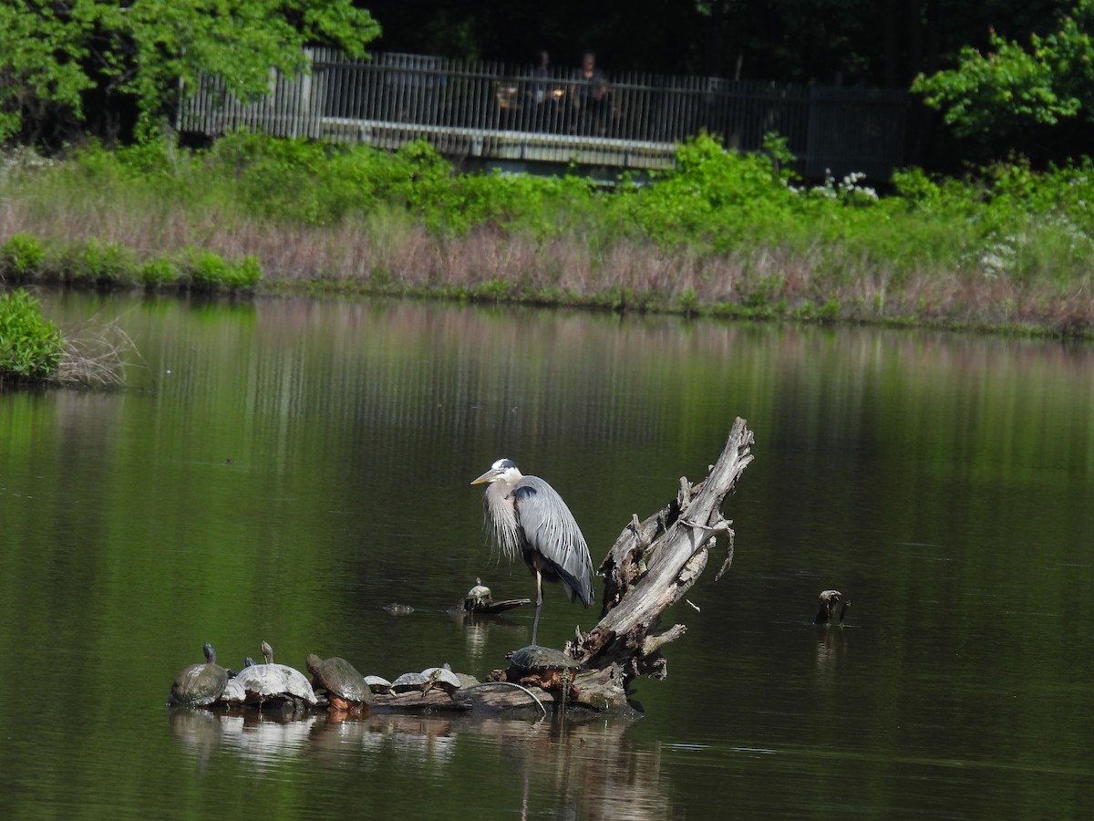 Great Blue Heron - Cynthia Nickerson