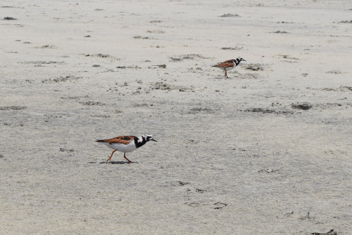 Ruddy Turnstone - ML618914592