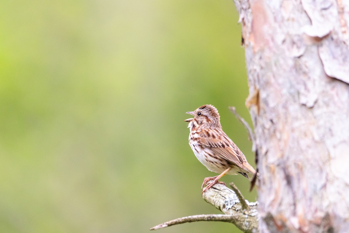 Song Sparrow - ML618914600